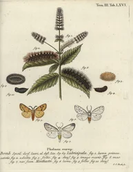 Valkohermeli, Spilosoma lubricipeda.
