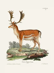 Eurooppalainen kuusipeura  Kirjoittanut Johann Christian Daniel von Schreber.