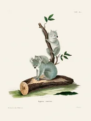 Koala, Johann Andreas Wagener