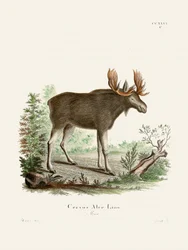 Moose, kirjoittanut Johann Christian Daniel von Schreber.