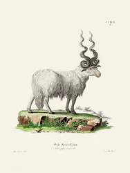Ovis Aries, kirjoittajat Johann Andreas Wagener ja Johann Christian Daniel Von Schreber.