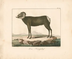 Mufloni (käsin väritetty kaiverrus)