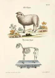 Lammas ja sen luuranko