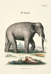 Elefantti