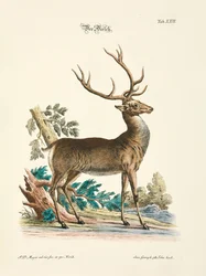 Punahirvi