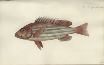 Lutjanus quinquelineatus, ennen vuotta 1790