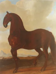Bay Stallion Eisgruber Studilla
