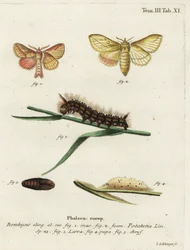 Juomakoi, Euthrix potatoria.