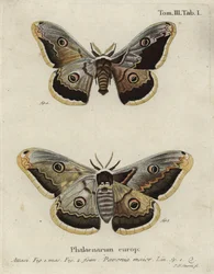 Keisarikoi, Saturnia pavonia.