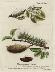 Keisarikoi, Saturnia pavonia, toukka, pupa, chrysalis.