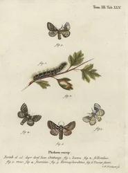Vaalea tammimuna, Trichiura categii.