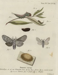 Pussikoi, Cerura vinula.