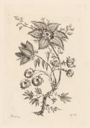 tähden muotoisia kukkia Fleures Baroques (sarjan nimi)