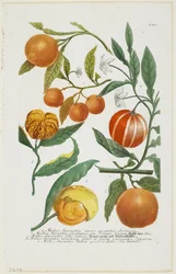 a-e Malus Aurantia jne., Phytanthoza Iconographia, 1735-45