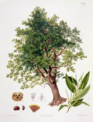 Sweet Chestnut, kaiverrettu A. Haase
