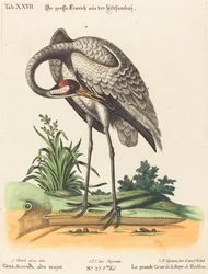 Grus Americana, korkea-duuri
