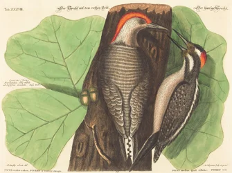 Punatikka (Picus Carolinus)