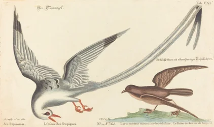 Trooppinen lintu (Phaeton aethereus)