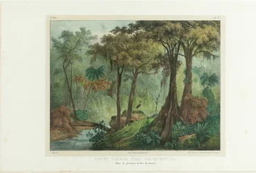 Aarniometsä Manqueritipan lähellä. Teoksesta "Kuvauksellinen matka Brasiliassa", 1835.