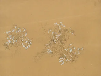 pensaikko