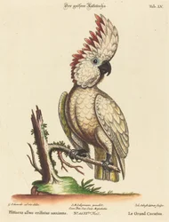 Suurin valkoharjapapaukaija