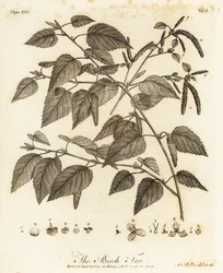 Hieskoivu, Betula pubescens.