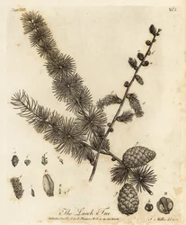 lehtikuusi, Larix decidua.