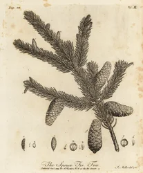 Kuusi tai euroopankuusi, Picea abies