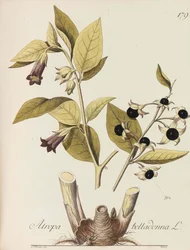 Kuva kaikista talouskasveista, 1786-1788.