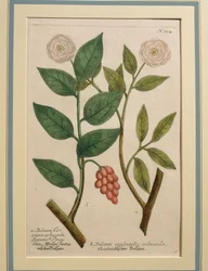 Länsibalsamipensas, värillinen kaiverrus