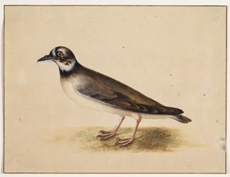 Lintu