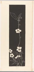 Tea Blossom (alkuperäinen nimi esineessä)
