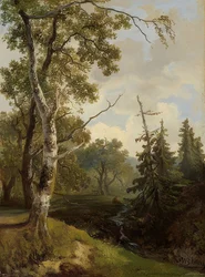 Waldstück bei Wolfheze (metsänäkymä Wolfhezessa)