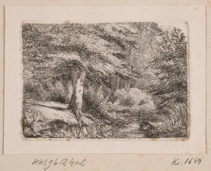 Metsäalue