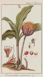 Valikoima kauniita ja harvinaisia ​​kasveja, 1795-1798.