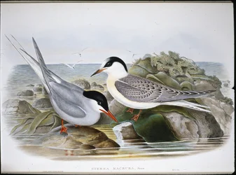 Jäätiira (Sterna Macrura) (käsinvärinen lito)