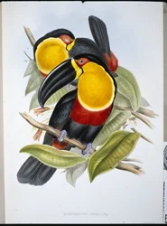 Ariel Toucan (Ramphastos Ariel) (käsinvärinen lito)