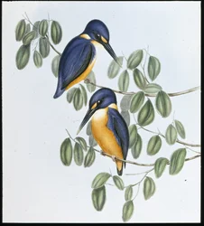 Azure Kingfisher (Alcyone Azurea) (käsinvärinen lito)