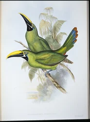 Mustakurkkutukaani (Aulacoramphus Atrogularis) (käsin värjätty litografia)