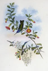 Sinikaulainen Azure Crown (Cyanomyia Cyanocollis) (käsinvärinen lito)
