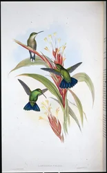Sinipyrstömangokolibri (Lampornis viridis)
