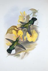 Sinikurkku Sabre-wing (Campylopterus Ensipennis) (käsinvärinen lito)