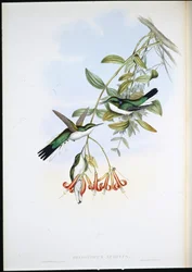 Cayenne Fairy (Heliothryx Auritus) (käsinvärinen lito)