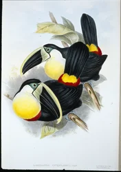 Sitruunarivinen tukaani (Ramphastos Citreolaemus) (käsinvärinen lito)