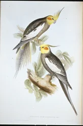 Neitokakadu (Nymphicus novae-hollandiae)