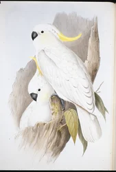 Keltatöyhtökakadu (Cacatua galerita)