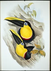 Epävarma tukaani (Ramphastos Ambiguus) (käsinvärinen lito)