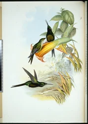 Keisarinna Humming-bird (Eugenia Imperatrix) (käsinvärinen lito)