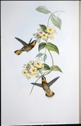 Kellanruskeapyrstöinen partakolibri (Threnetes cervinicauda)