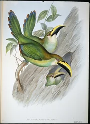 Kullanvihreä Groovebill Toucan (Aulacoramphus Prasinus) (käsinvärinen lito)